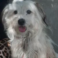 شیتزو ترییر