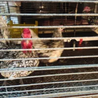 تخم مرغ برهما|حیوانات مزرعه|قائم‌شهر, |دیوار