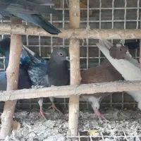 کفتر|پرنده|تهران, شهرک فردوس (حسینی)|دیوار