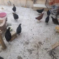 جوجه ۴و۵ماهه