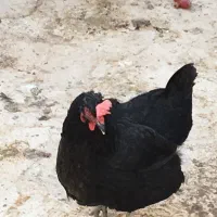 مرغ سیاه|حیوانات مزرعه|اهواز, شهرک نفت|دیوار