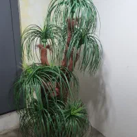 گلدان نخل مصنوعی 8 پر - در حد