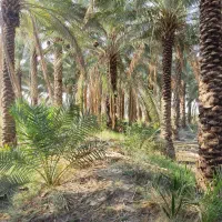 قطع نخل وبرش مخ|خدمات باغبانی و درختکاری|بندر گناوه, |دیوار