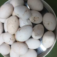 تخم غاز نطفه دار