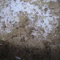 شرکت خدماتی موریانه زدایی سم پاشی انواع حشرات