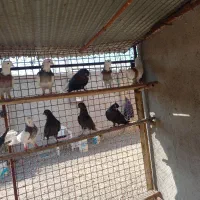 کفتر|پرنده|اردبیل, |دیوار