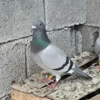 ۳ عدد ماده مسافتی