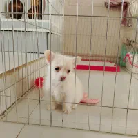 سگ کوچیک ۳ ماهع بامزه و خوشگل