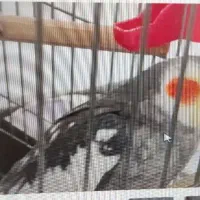 فروش عروس هلندی