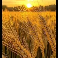 یک قطعه زمین کشاورزی دیمی