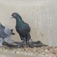 فی.لی ایاخ لی نر|پرنده|تبریز, |دیوار