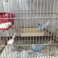 مرغ عشق اسپانگل مولد