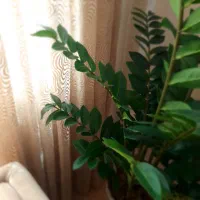 گل زاموفیلیا مصنوعی وارداتی|گل مصنوعی|ری, شهادت|دیوار