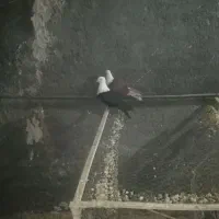 کربلایی کله سفید