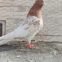 کله|حیوانات|گلبهار, نوبهار|دیوار