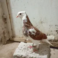 کبوتر گمشده