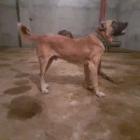 واگذاری سگ سراب کانگال|سگ|شیروان (خراسان), |دیوار