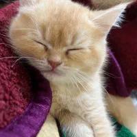 فروش گربه پرشین اسکاتیش|گربه|بندرعباس, |دیوار