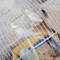 عروس هلندی