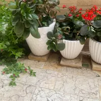 گل و گلدان|گل و گیاه طبیعی|رشت, رشتیان|دیوار