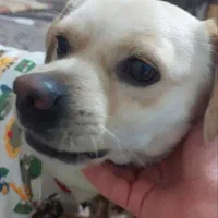 سگ گمشده|حیوانات|قم, ولیعصر|دیوار