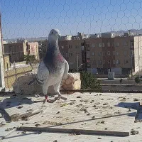 موریس دلبر