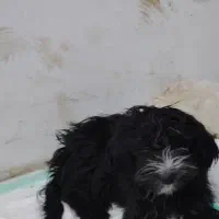 سگ شیتزو عروسکی