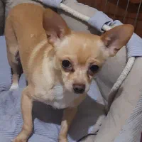 یک جفت سگ شی واوا نر و ماده