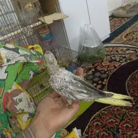 جوجه عروس هلندی مرواریدی|پرنده|شیراز, کوشک میدان|دیوار