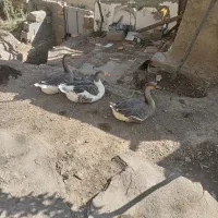 قوغاز