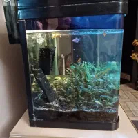 آکواریوم درب دار شیشه خم|ماهی|صدرا-فارس, فاز ۱|دیوار