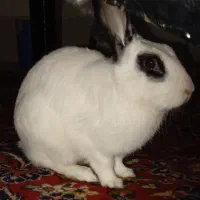 خرگوش  نر سفید مشکی. واگذاری رایگان|موش و خرگوش|تهران, شهرآرا|دیوار