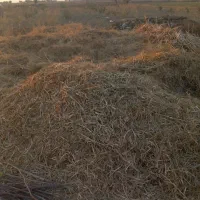 علوفه دست چین چند گیاه