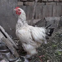 خروس قربانی تخم مرغ نطفه دار پاپر کاکلی برهما|حیوانات مزرعه|همدان, |دیوار