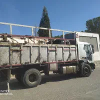 گاو گوساله جوانه تلیسه