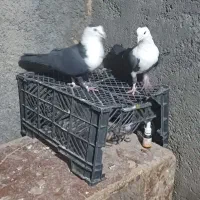 کلاغ کربلایی