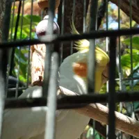 دو عدد عروس هلندی|پرنده|کلارآباد, |دیوار