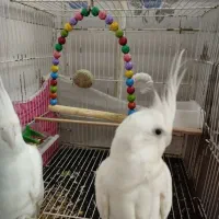 عروسی هلندی آلبینو|پرنده|مشهد, شهید قربانی|دیوار