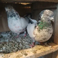 کله دمسبز سرحال پرشتی