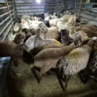 انواع نژاد های مختلف گوشتی گوسفند جهت ذبح زنده