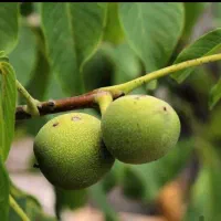 باغ ۱۰۰۰متری دهشاد شهریار خیابان باسکول|فروش زمین و ملک کلنگی|صباشهر, |دیوار