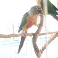 طوطی گرینچیک اناناسی