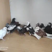 ۱۷ جوجه کبوتر تهرانی