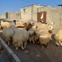 بره درحیوانات