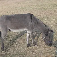 الاغ نر سالم وباربر|حیوانات مزرعه|جوانرود, |دیوار