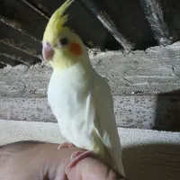 عروس هلندی رام و دستی نر