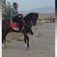 خرید و فروش اسب، پانسیون، آموزش سوارکاری|حیوانات مزرعه|مشهد, کلاکوب|دیوار