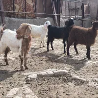 ۴ تا بزغاله جم کردنی