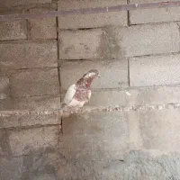 کفترکله برنجی نرمست مست|پرنده|کرج, لشکر ده سید الشهدا|دیوار