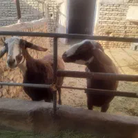 بره|حیوانات مزرعه|جرقویه, |دیوار